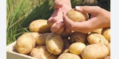 Pakistan surpasses national potato production target by 44.7%