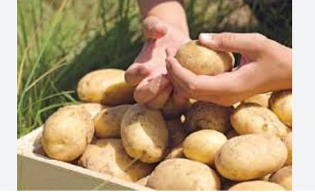 Pakistan surpasses national potato production target by 44.7%