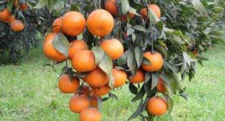 Punjab starts work on seedless, pigmented kinnow varieties