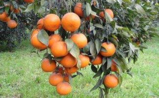 Punjab starts work on seedless, pigmented kinnow varieties