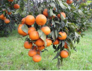 Punjab starts work on seedless, pigmented kinnow varieties