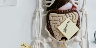 Does gut health shape how we age?