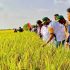1,000 Pakistani agricultural professionals trained in China 