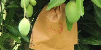 Free mango protection bags to boost exports