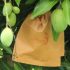 Free mango protection bags to boost exports