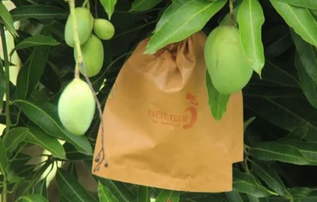 Free mango protection bags to boost exports
