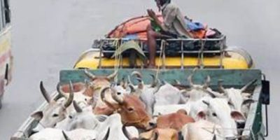 Animal-laden vehicles banned on motorways ahead of Eid ul Adha