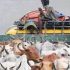 <strong>Animal-laden vehicles banned on motorways ahead of Eid ul Adha</strong>