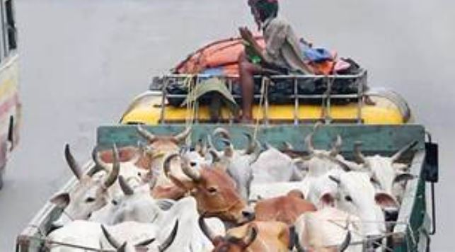 Animal-laden vehicles banned on motorways ahead of Eid ul Adha