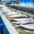 <strong>174 Pakistani fish processing plants enlisted</strong>