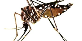 24 people detained, 5 premises sealed as ICT admin steps up dengue enforcement drive