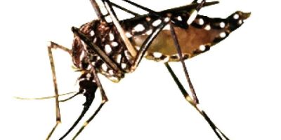 24 people detained, 5 premises sealed as ICT admin steps up dengue enforcement drive