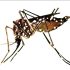 24 people detained, 5 premises sealed as ICT admin steps up dengue enforcement drive