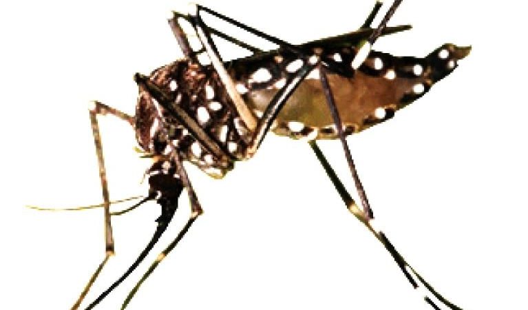 24 people detained, 5 premises sealed as ICT admin steps up dengue enforcement drive