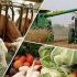 The updated agricultural system in New Uzbekistan serves the interests of farmers