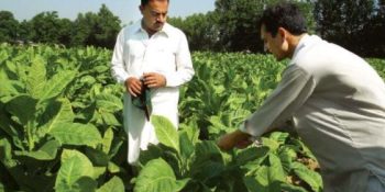 Unrest amongst tobacco growers, government need to play a role 