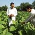 Unrest amongst tobacco growers, government need to play a role 