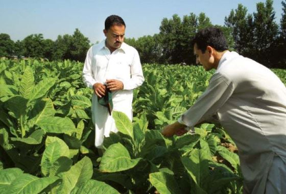 Unrest amongst tobacco growers, government need to play a role 