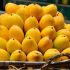 <strong>Pakistani mangoes in the spotlight at Beijing event as new trade deals signed</strong>