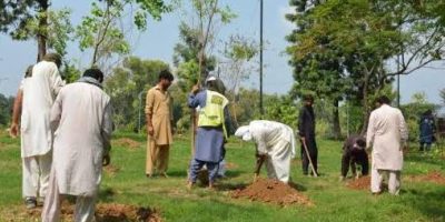 CDA intensifies tree plantation drive across Islamabad