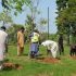 CDA intensifies tree plantation drive across Islamabad