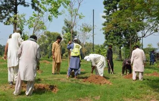 CDA intensifies tree plantation drive across Islamabad