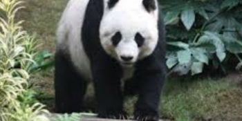 China sends two giants Pandas to US
