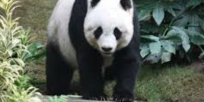 China sends two giants Pandas to US