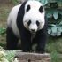 <strong>China sends two giants Pandas to US</strong>