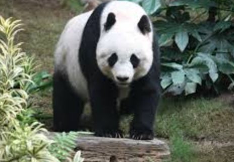 China sends two giants Pandas to US