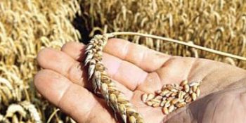 CIMMYT equips Pakistani research institutes to strengthen wheat research