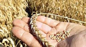 CIMMYT equips Pakistani research institutes to strengthen wheat research