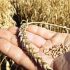 CIMMYT equips Pakistani research institutes to strengthen wheat research