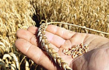 CIMMYT equips Pakistani research institutes to strengthen wheat research