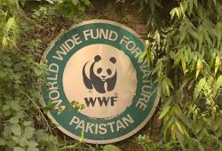 WWF has 12 employees on deputation, 90 posts vacant: NA told