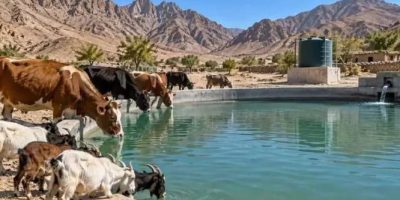 Balochistan to get 30 livestock ponds, 40 water tanks under Saudi funded project