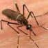 Rawalpindi confirmed dengue tally reaches 53 with zero fatalities