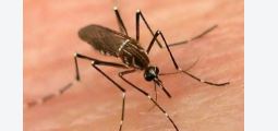 Rawalpindi confirmed dengue tally reaches 53 with zero fatalities
